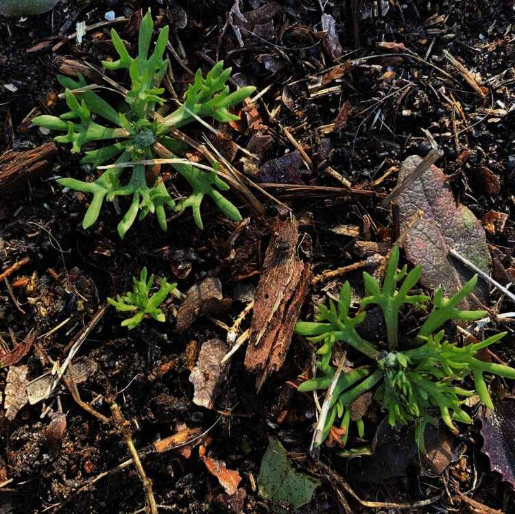 Extension office offers weed control tips